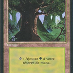 Forest (FBB-306) - Foreign Black Border