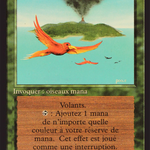 Birds of Paradise (FBB-) - Foreign Black Border